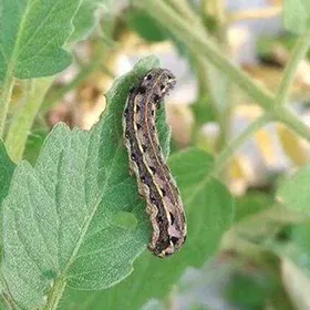 Tobacco Caterpillar Image
