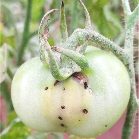 Tomato Pinworm Image