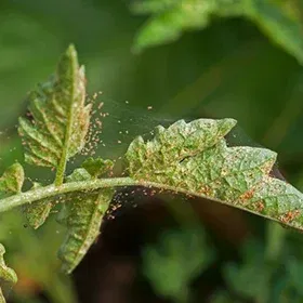 Two Spotted Spider Mite/Red Spider Mites Image