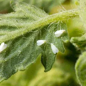 Whiteflies Image