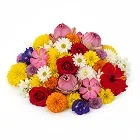 ಹೂ ಬೀಜಗಳು Image