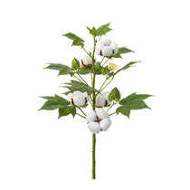 ಹತ್ತಿ Image