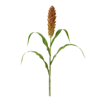 ಜೋಳ Image