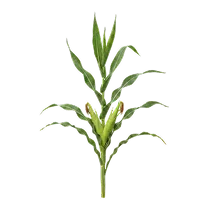 ಮೆಕ್ಕೆ ಜೋಳ Image