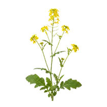 ಸಾಸಿವೆ Image