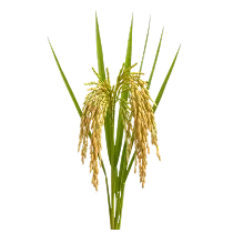 ಭತ್ತ Image