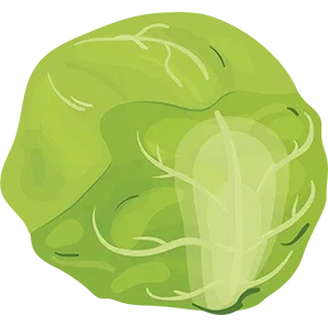 Cabbage Image