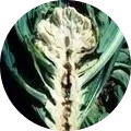 Boron deficiency Image
