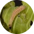 Cabbage Borer Image