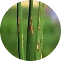 Rice Blast Disease Image