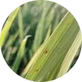 Rice brown spot Image
