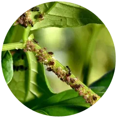 Aphids Image