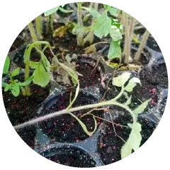 Damping off / Seedling Blight Image