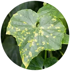 Downy Mildew Image