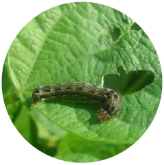 Leaf Eating Caterpillars Image