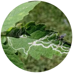 Leaf Miner Image