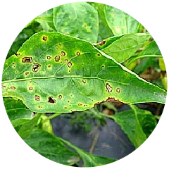 Leaf spot Image