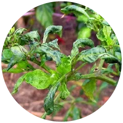 Bangamia mites, White mites, Broad mites Image