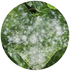 Powdery Mildew Image