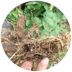 Root Knot Nematode Image