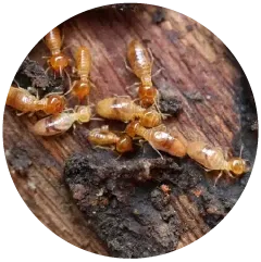 Termites Image