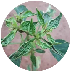 Thrips Image
