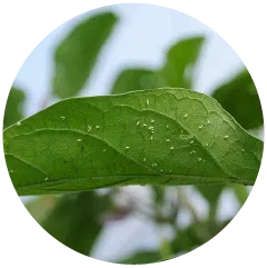 Whiteflies Image