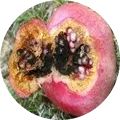 Alternaria Fruit Rot (Black Heart) Image