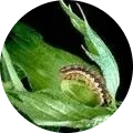 American bollworm Image