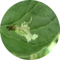 American Pin worm (Tomato Leaf Miner) Image