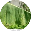 Banana diamond leaf spot Image