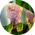 Banana Sigatoka Disease Image