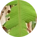 Banana skipper (banana leaf roller / hesperiid butterfly) Image