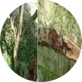 Bark eating caterpillar Image