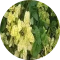Bean Golden Mosaic Virus Image