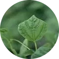 Bean yellow mosaic virus Image