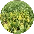 Beet mosaic virus Image