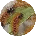 Bihar hairy caterpillar Image