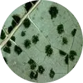 Black spot disease Image