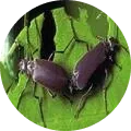 Blister Beetle Image