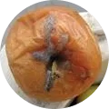 Botrytis fruit rot / Botrytis blight / gray mold Image