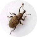 Carrot Weevils Image