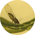 Citrus Psylla / Psyllid Image