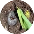 Cut worms Image