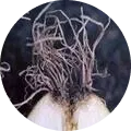 Fusarium basal rot(Fusarium bulb rot) Image