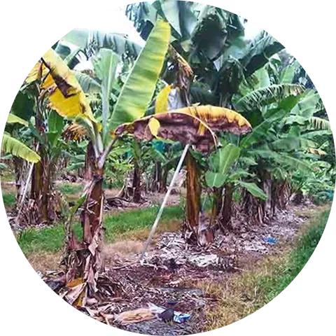 Fusarium Wilt disease Image