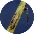 Gummy Stem Blight Image