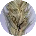 Karnal Bunt of Wheat Image
