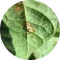 Kudzu bug Image