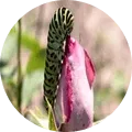 Leaf and flower Eating Caterpillars Image